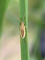 Stenodema holsata