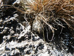 Mammillaria theresae