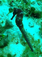 Hippocampus reidi