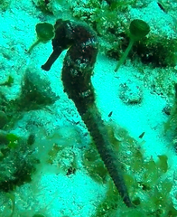Hippocampus reidi