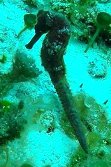 Hippocampus reidi
