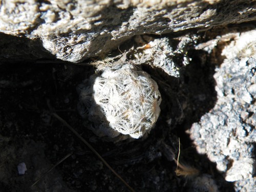 Cochemiea theresae, photograph 4