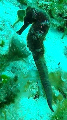 Hippocampus reidi