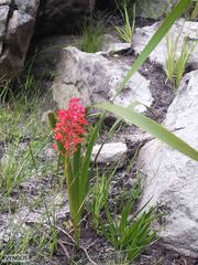 Disa ferruginea
