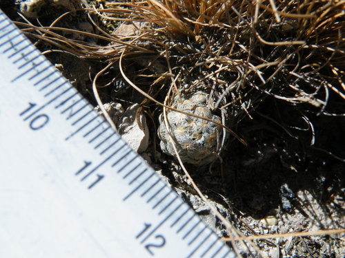 Cochemiea theresae, photograph 3