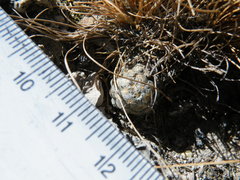 Mammillaria theresae