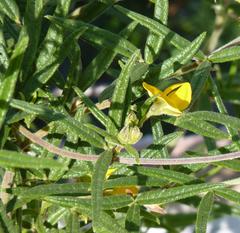 Rhynchosia chrysoscias