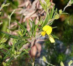 Rhynchosia chrysoscias