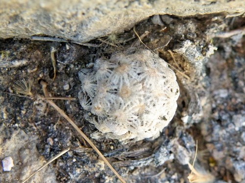 Cochemiea theresae, photograph 5