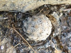 Mammillaria theresae