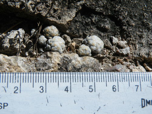 Cochemiea theresae, photograph 6