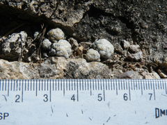 Mammillaria theresae