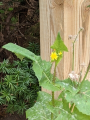 Sonchus