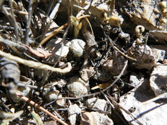 Mammillaria theresae