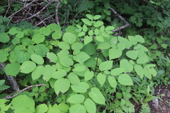 Aralia continentalis
