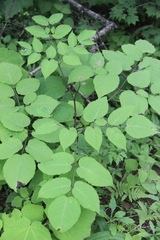Aralia continentalis