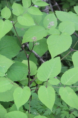 Aralia continentalis