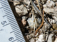 Mammillaria theresae