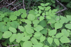 Aralia continentalis