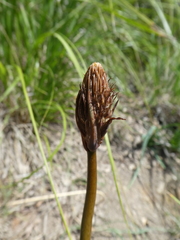 Asphodelus
