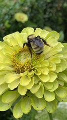 Bombus fervidus