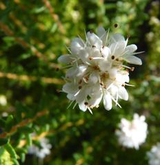 Agathosma planifolia
