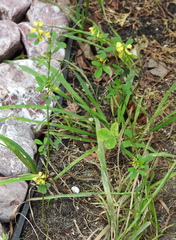 Melilotus officinalis