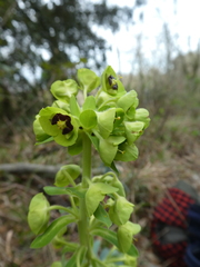 Euphorbia characias