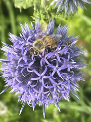 Echinops ritro