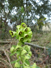Euphorbia characias