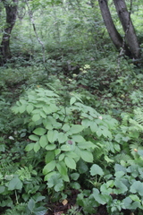 Aralia continentalis