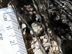 Mammillaria theresae