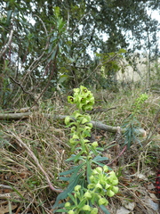 Euphorbia characias