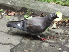 Columba livia domestica