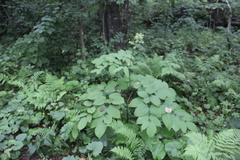 Aralia continentalis