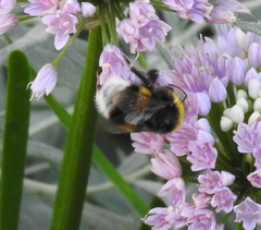 Bombus