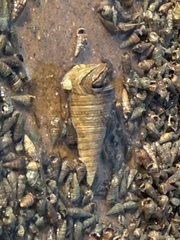 Telescopium telescopium
