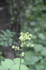 Aralia continentalis