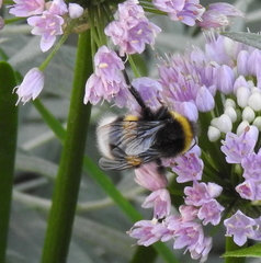 Bombus