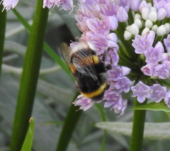 Bombus