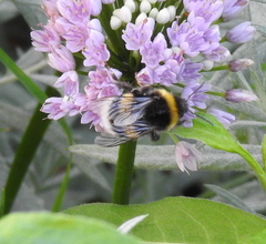 Bombus