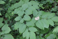 Aralia continentalis