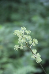Aralia continentalis
