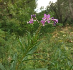 Chamaenerion angustifolium