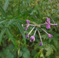 Chamaenerion angustifolium