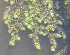 Ceratophyllum demersum