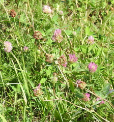 Trifolium pratense