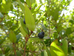 Myrtus communis