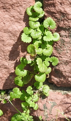 Glechoma hederacea