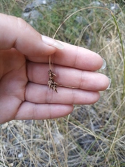 Carex stenophylla